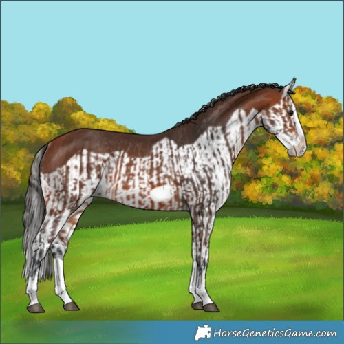 Horse Color:Bay Splash Frame Rabicano  and Bay Splash Frame Rabicano 