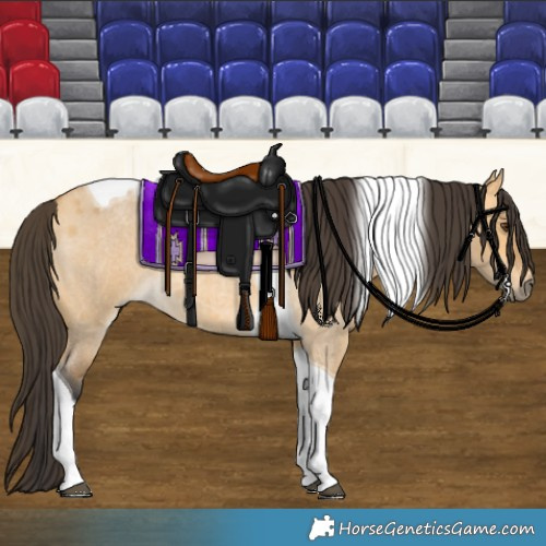Horse Color:Buckskin Roan Dun Tobiano 