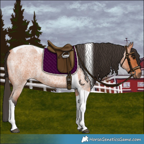 Horse Color:Bay Roan Tobiano 