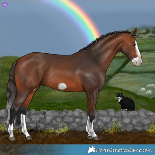 Horse Color:Bay Splash Frame Rabicano 