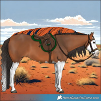 Horse Color:Bay Splash 