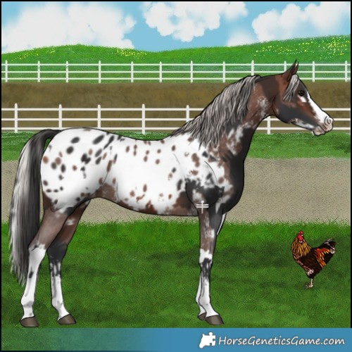 Horse Color:Brown Sabino Splash Near Leopard  and Silver Brown Sabino Splash Near Leopard 