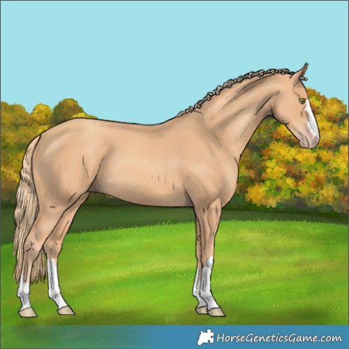 Horse Color:Gold Champagne Rabicano 