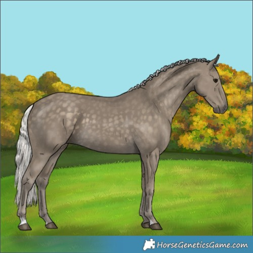 Horse Color:Silver Smoky Black