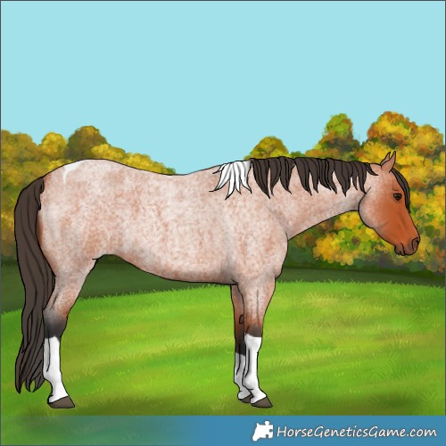 Horse Color:Bay Roan Tobiano 