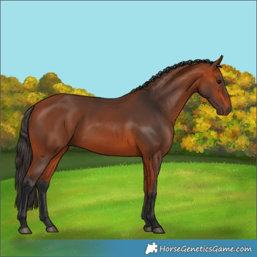 Horse Color:Bay 