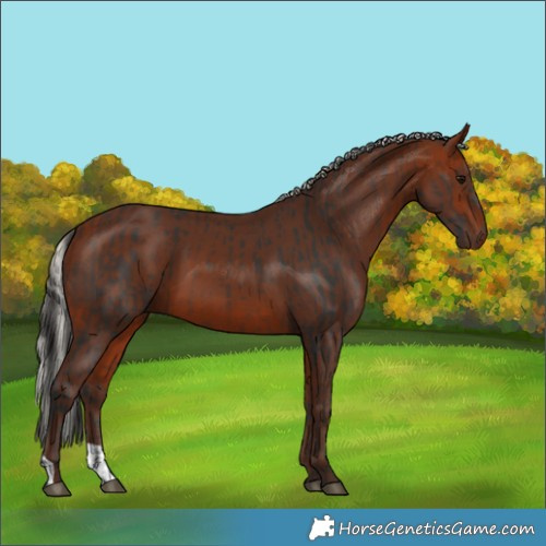 Horse Color:Bay  and Silver Bay 