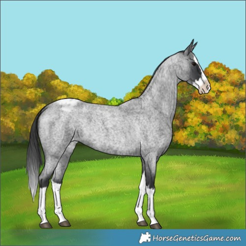 Horse Color:Blue Roan Splash Appaloosa 