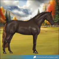 Horse Color:Liver Chestnut