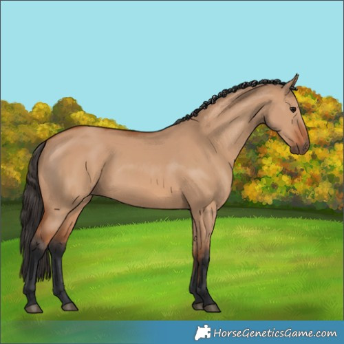 Horse Color:Bay Dun 