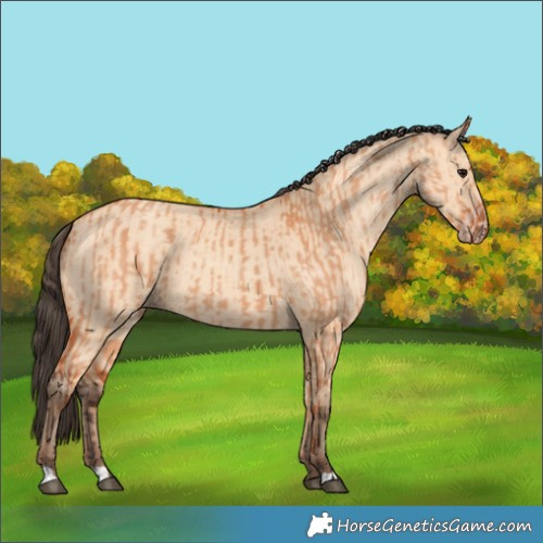 Horse Color:Bay Dun and Amber Champagne Dun