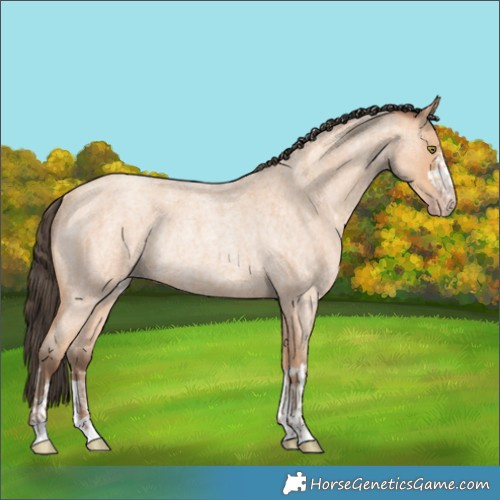 Horse Color:Amber Champagne Roan Rabicano and Amber Champagne Roan Rabicano