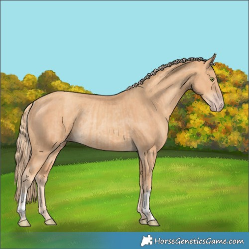 Horse Color:Gold Champagne Rabicano and Gold Champagne Rabicano