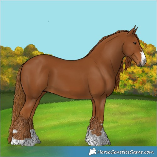 Horse Color:Gray Chestnut 