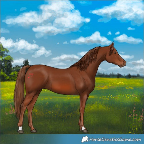 Horse Color:Chestnut 