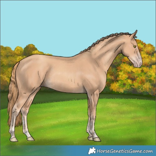 Horse Color:Gold Champagne Rabicano and Gold Champagne