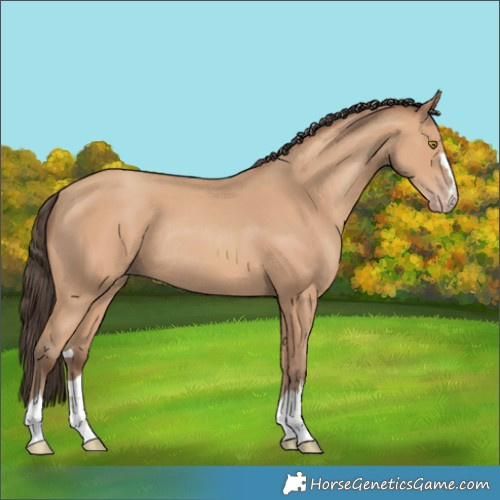 Horse Color:Amber Champagne Rabicano 