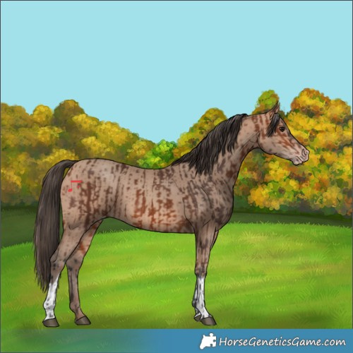 Horse Color:Bay and Amber Champagne