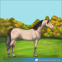 Horse Color:Bay Roan Dun Splash  and Bay Roan Dun Splash 