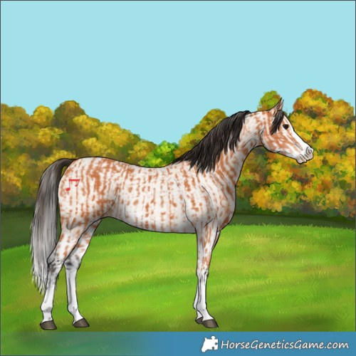 Horse Color:Bay Splash  and Bay Roan Dun Splash 