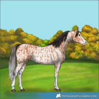 Horse Color:Bay Splash  and Bay Roan Dun Splash 