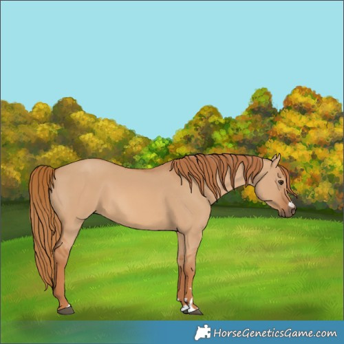 Horse Color:Red Dun