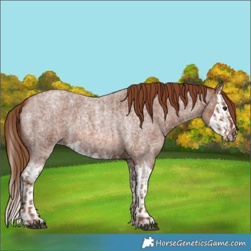 Horse Color:Red Roan  and Red Roan Splash 