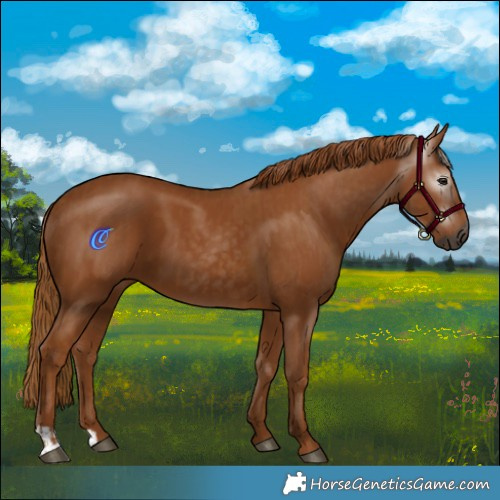Horse Color:Gray Chestnut and Gray Chestnut
