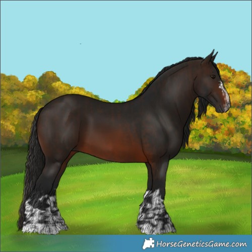 Horse Color:Gray Bay  and Gray Brown 
