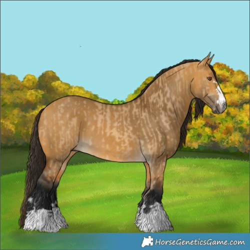 Horse Color:Gray Buckskin Dun  and Gray Buckskin Dun 