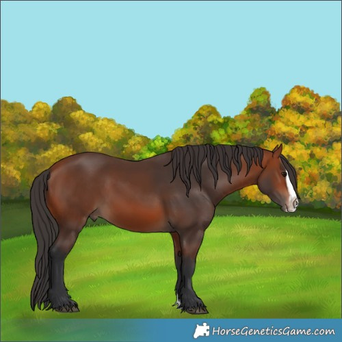 Horse Color:Bay Splash Frame Rabicano 