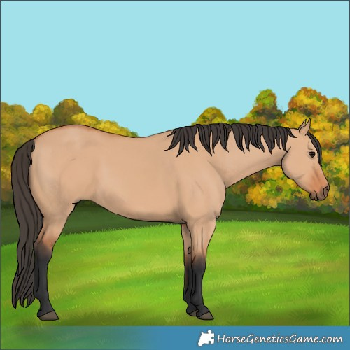 Horse Color:Bay Dun
