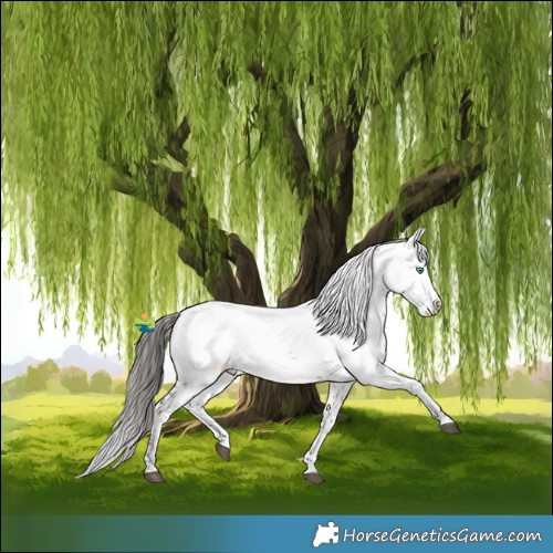 Horse Color:Bay Dun Splash Frame Rabicano 