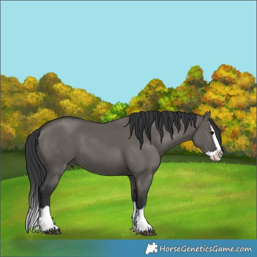 Horse Color:Grullo Splash 