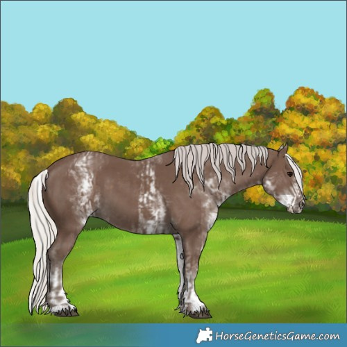 Horse Color:Silver Black and White Spotted Silver Black