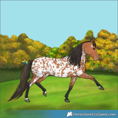 Horse Color:Bay Near Leopard