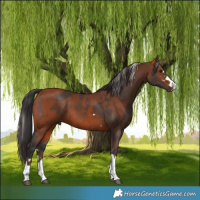 Horse Color:Silver Brown  and Brown 