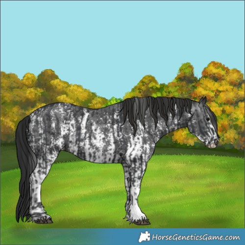 Horse Color:Black Sabino and Gray Black Sabino