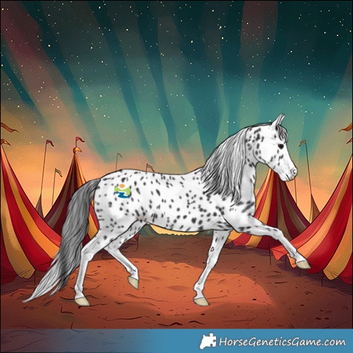 Horse Color:Black Splash Appaloosa 
