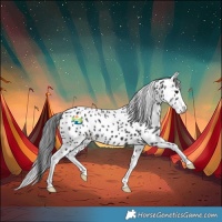 Horse Color:Black Splash Appaloosa