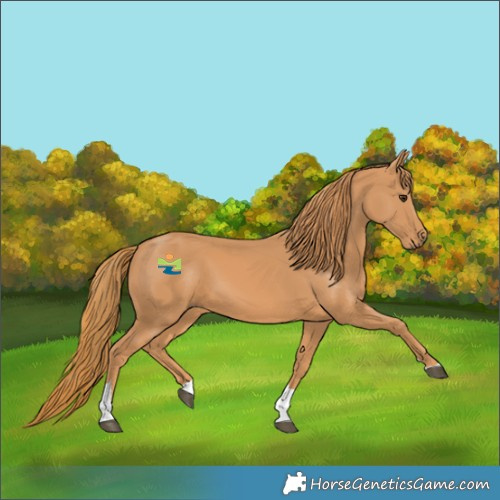 Horse Color:Chestnut Tobiano Rabicano 