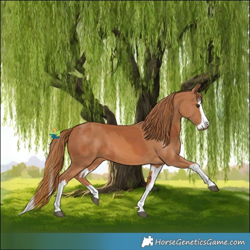 Horse Color:Chestnut  and Chestnut Splash 