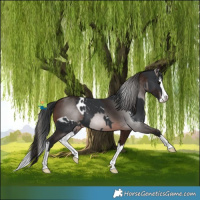 Horse Color:Black Splash Blanket and Gray Bay Splash Varnish