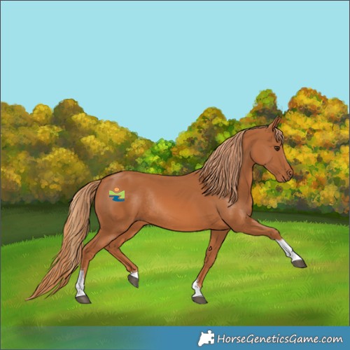 Horse Color:Chestnut Tobiano Rabicano 