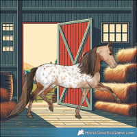 Horse Color:Bay Appaloosa and Amber Champagne Appaloosa