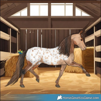 Horse Color:Bay Blanket  and Amber Champagne Blanket 