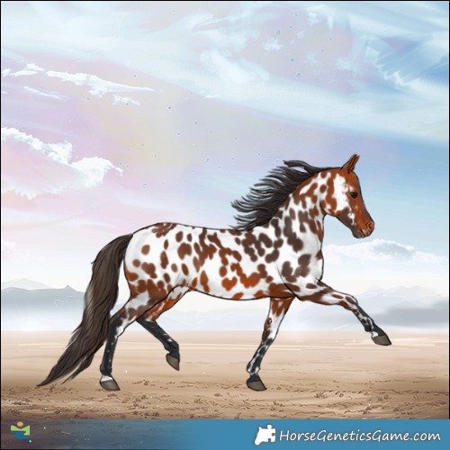 Horse Color:Bay Near Leopard