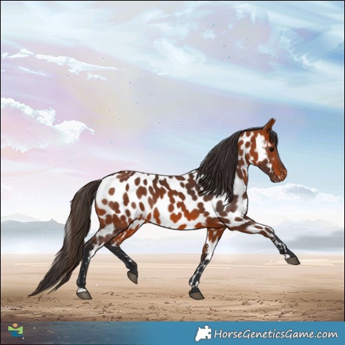 Horse Color:Bay Appaloosa 