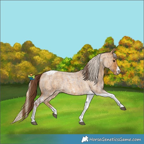 Horse Color:Red Roan Tobiano Frame  and Palomino Roan Tobiano Frame 