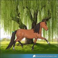 Horse Color:Bay and Bay